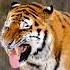 Music Viralvideo Tiger Lion Wildlife Workout Funny Newvideo Viratkohli Shortsfeed Song