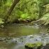 Streamside In The Depths Of The Forest