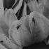 Hara Noda Douglas Fir Royalty Free Jazz