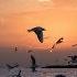 Relaxing Sounds Ocean Waves And Seagulls 2 Hours