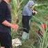 TERCIDUK DI SEMAK SEMAK