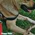 DNA Results BigBoy GSPD GermanShepherdPittweilerDog