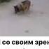 Аа это пес