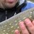 Pike Fishing With Twitching Do Not Search For Fish In Wild Places