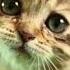 КОТЕНОК ПЛАЧЕТ ВКЛЮЧИ ЗВУК СВОЕМУ ПИТОМЦУ КОТЕНОК ЗОВЕТ МАМУ Animals Animalsvideo котенок звук