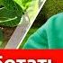На моем КАРТОФЕЛЕ НЕТ НИ ЖУКОВ НИ БОЛЕЗНЕЙ а все потому что обрабатываю картофель до посадки так