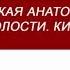 Большаков И Н Брюшная полость оперативная хирургия и топографическая анатомия