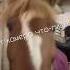 Рил когда твоя лошадь нашла камеру и новое блюдо на обед Equestrian Horses Ilovehorses