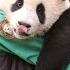 Unreleased Footage Baby Fubao On A Piggyback Ride Everland Panda World FuBao