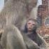 La Thaïlande Et Ces Animaux épisode 1 Les Singes De Lopburi