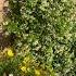 Jasmine Vine Tropical Plant Jasmine Star Jasmine Blooming In Zone 9B Fragrant Flowers Juin Phool