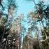 Winter Blue Sky Forest Road Walk Background Video 4K No Copyright Footage Free Download