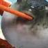 HD Pufferfish Rave