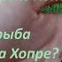 Рыбалка на поплавок на реке Хопер Какая рыба водится на Хопре