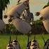 Madagascar Opening Scene 2005