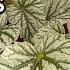 How To Grow Begonias Plant Care Light Watering Fertiliser For All Types Of Begonias