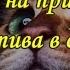 КАК КОШКА УКАЗЫВАЕТ НА ПРИСУТСТВИЕ НЕГАТИВА В ДОМЕ The Cat And The Evil Spirit