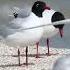 Черноголовая чайка Larus Melanocephalus