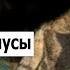 Камышовый кот плюсы и минусы содержания дома
