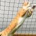 Goalkeeper Cat Got Snubbed From World Cup