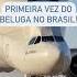 Primeira Vez Do Beluga No Brasil