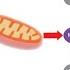 Melatonin CONTROLS Autophagy Mitophagy Mitochondrial Biogenesis