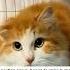 They Found A Stray Cat On The Road And Then Decided