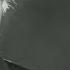 Jackson C Frank My Name Is Carnival 1965