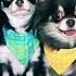 Magic Pets Собаки блогеры Чихуахуа СОФИ и ЭЙВАН Собака Миша Щенок покемон Юми Чу и другие питомцы