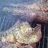 Tomahawk Steaks Apttmh Tomahawksteak Grill Smoke SYH