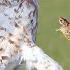 This Hawk Only Eats SNAKES Short Toed Eagle Is A Fearless Reptile Slayer