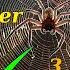 How To Get Rid Of Spiders At Home