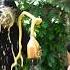 Kuliki Vacha Coco Cola Blacklovers Mownikiki Love Youtubeshorts Trending