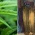 How Ancient People Consumed Drugs And Why