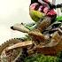 Weege Show Jorge Prado Hammering Sand At ClubMX
