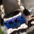 Peacock Spider 13 Maratus Personatus