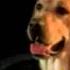 BOOMER WILL LIVE