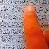 Quran Very Beautiful Tilawat Qari Rizwan Surah E Alqalam Ayat Number25 Quran Viral For Me Plzzz