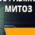 Формы размножения организмов Бесполое размножение Митоз