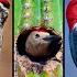 7 Fascinating Unusual Woodpeckers Of North America