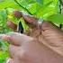 Hand Pollinate Sweetsop Sugar Apple To Maximize Fruit Production