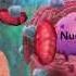 Biology Cell Structure I Nucleus Medical Media