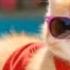 The Cutest Kitten Swimming Adventure You Ve Ever Seen Cute Cat Kitten