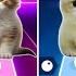 CUTE CATS BLACKPINK JISOO FLOWER Vs FIFTY FIFTY CUPID And LISA MONEY COOL BLACKPINK KILL THIS LOVE