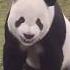 Funk Panda Shortsvideo 2023 Random Panda Trend Youtubeshorts