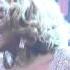 Darlene Love 2013 Christmas Baby Please Come Home The Late Show David Letterman