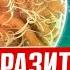 ПАРАЗИТЫ от глистов иммунитет и травы НЕ помогут а самообман и потеря времени сократят Вам жизнь