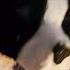 Just Finished New Water Proof Border Collie Mask Mask Therian Music