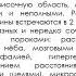 Патанатомия Структурные основы орофациальной патологии