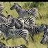 Find The Animal Game Can You Find The Hidden Animals